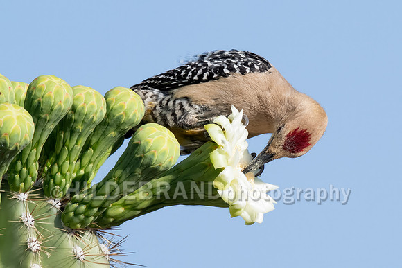 Gila Woodpecker