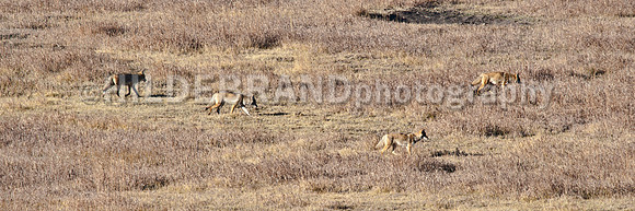 Coyote Pack
