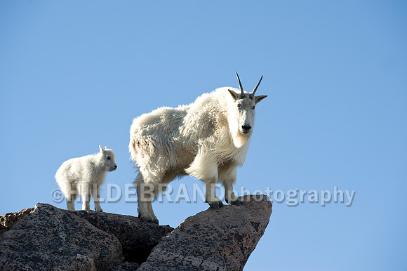 Mountain Goat