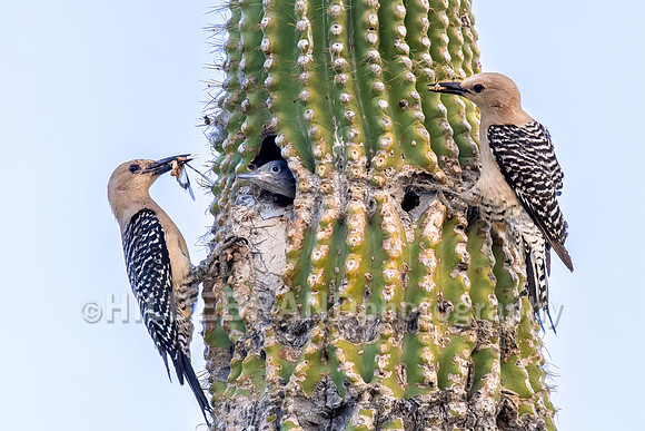 Gila Woodpecker Pair at Nest