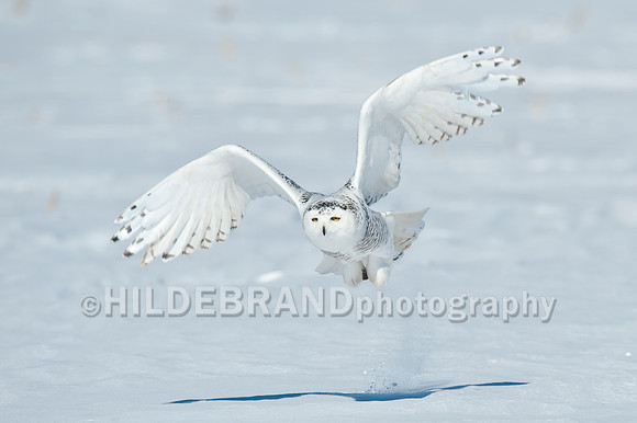 Snowy Owl