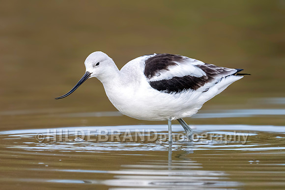 American Avocet