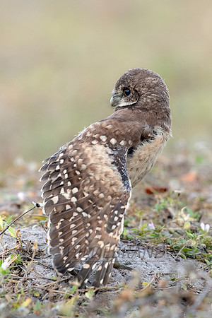 Burrowing Owl