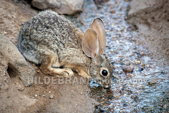 Desert Cottontail