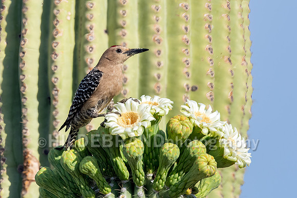 Gila Woodpecker