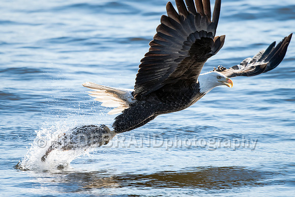 Bald Eagle