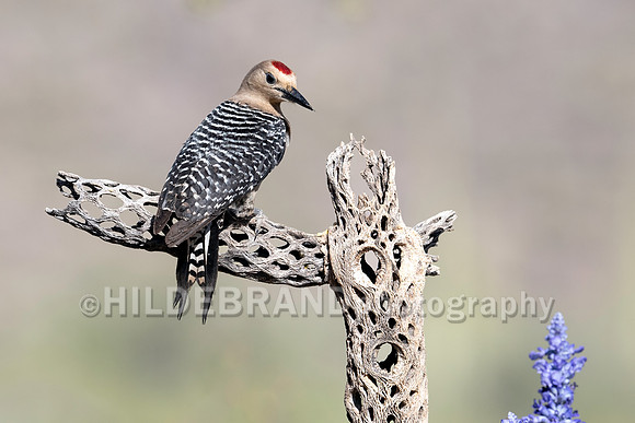 Gila Woodpecker