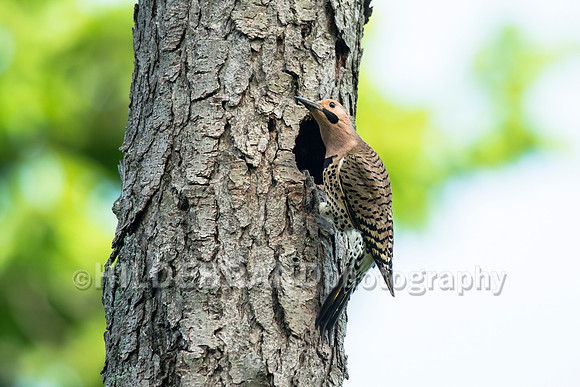 Northern Flicker