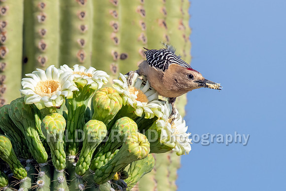 Saguaro blossom buffet