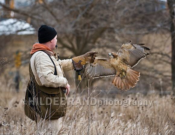 Falconer and Hawk