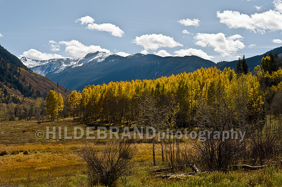 Aspen Grove