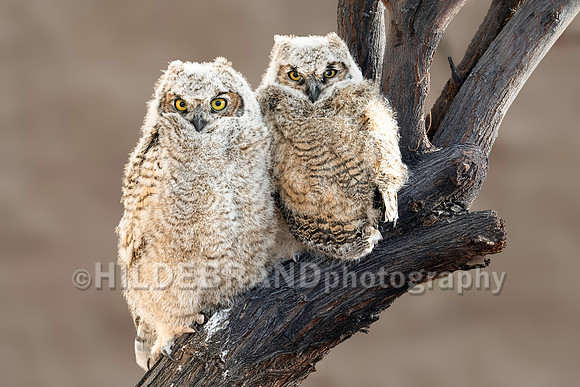 Shadow Ridge Owlets
