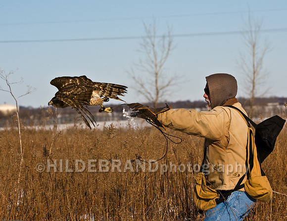Falconer and Goshawk
