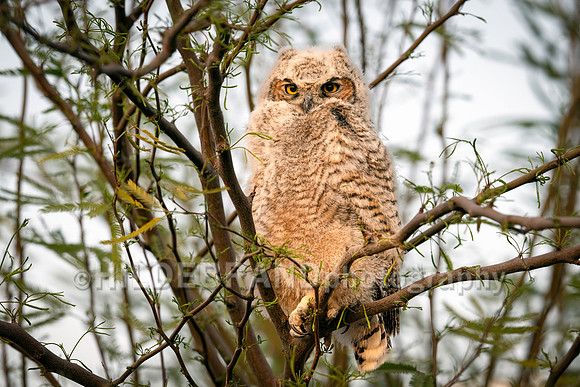 Shadow Ridge Owlets