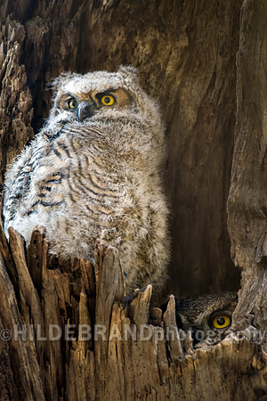 Great Horned Owl