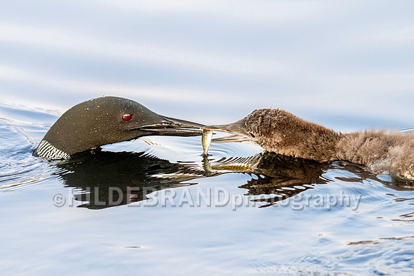Common Loon