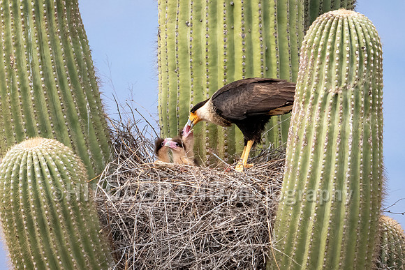 Crested Caracara