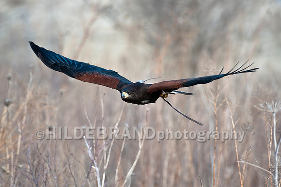 Harris's Hawk Glide