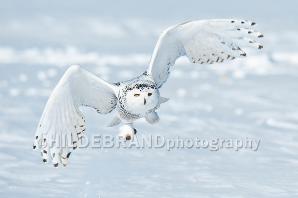 Snowy Owl