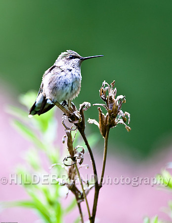 Ruby-Throated Hummingbird