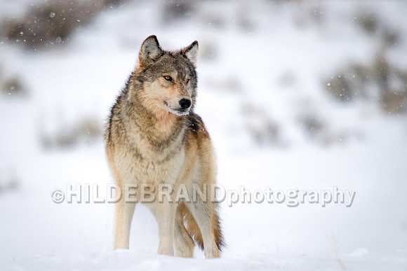 Wolf
