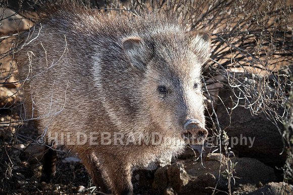 Javelina
