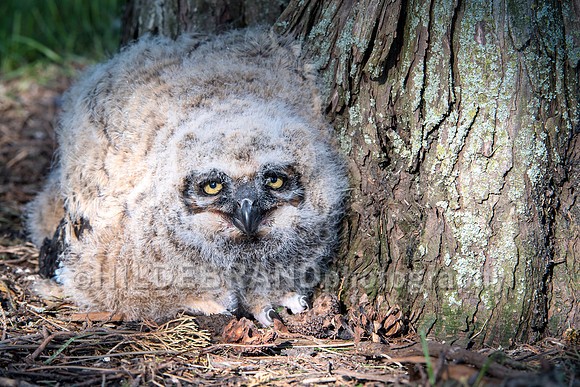 Great Horned Owl
