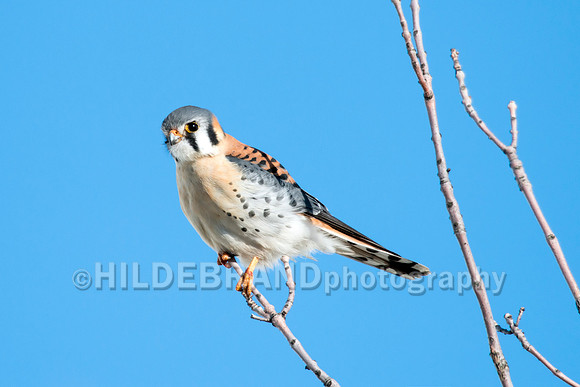 American Kestrel