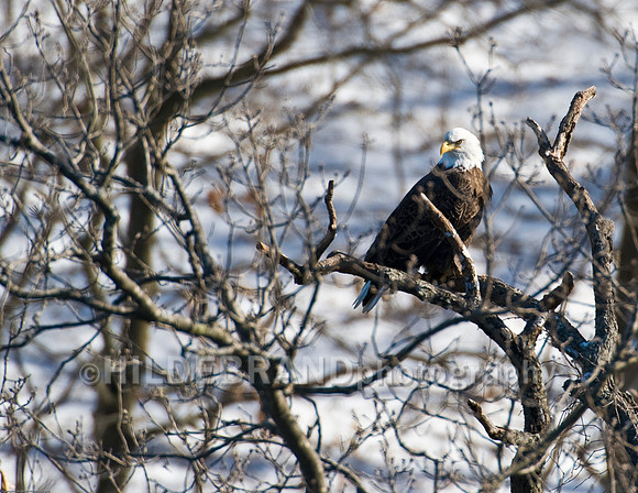 Bald Eagle