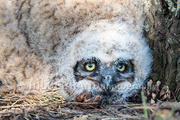 Great Horned Owl