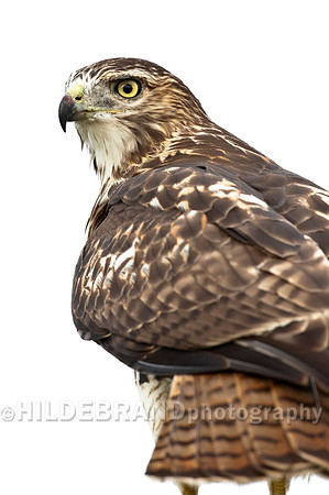 Red-tailed Hawk