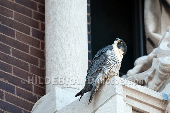 Mating Peregrine Falcons