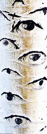 Eyes on Aspen