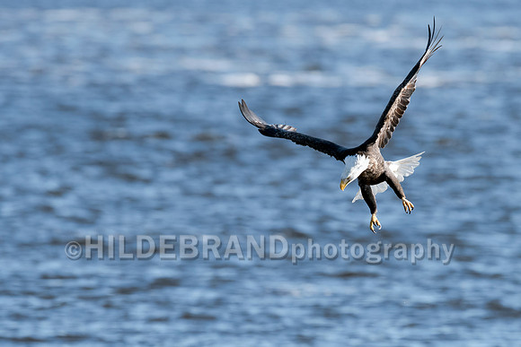 Bald Eagle