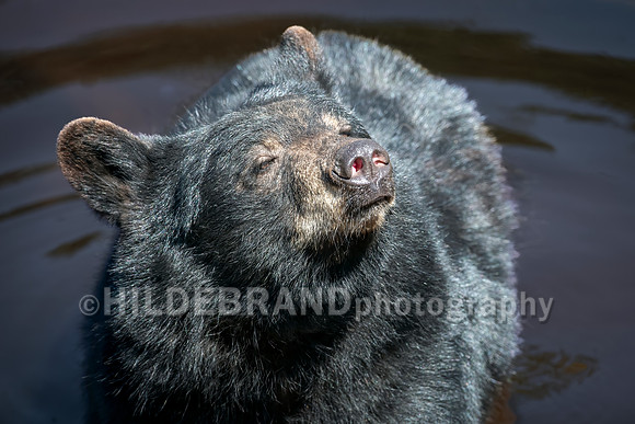 Black Bear