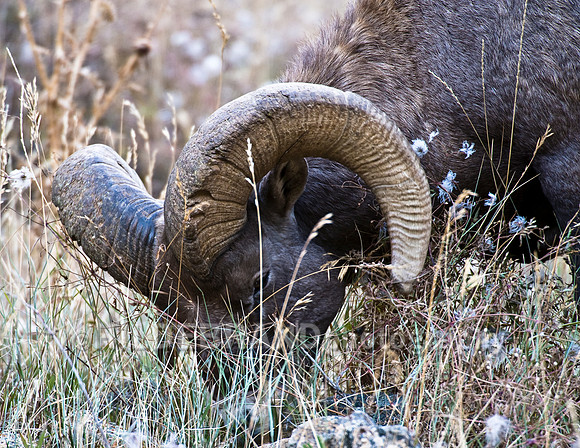 Grazing Ram
