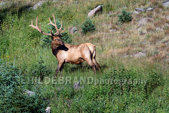 Elk