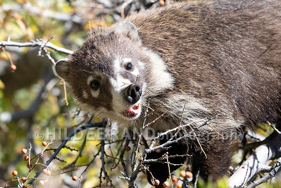 Coatimundi