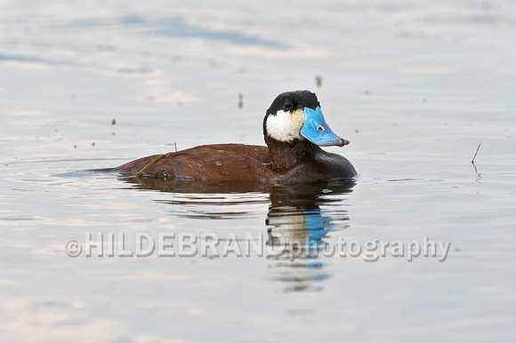 Ruddy Duck
