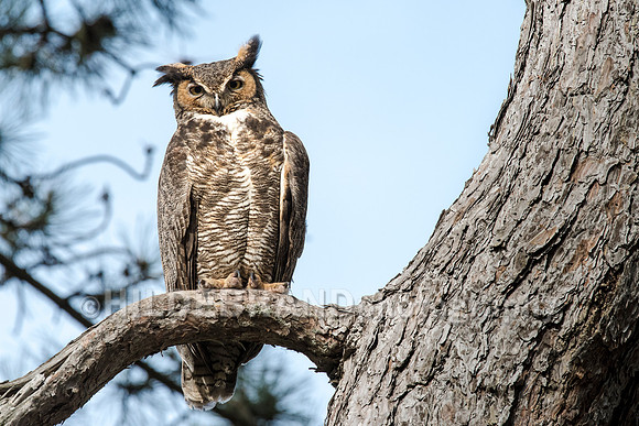 Great Horned Owl