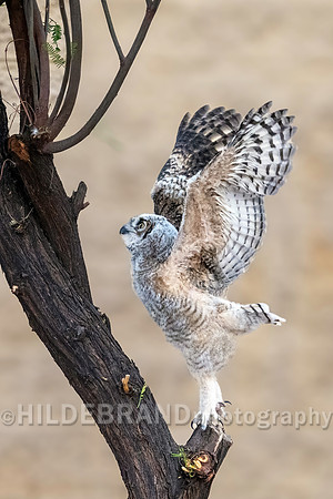 Shadow Ridge Owlets