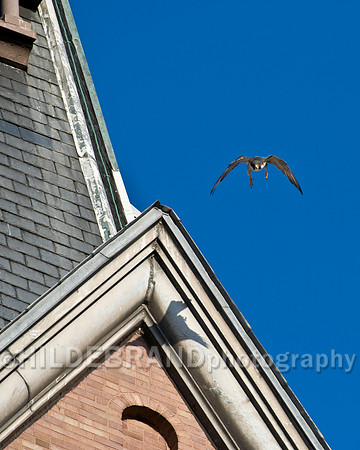 St. Michael's Peregrine