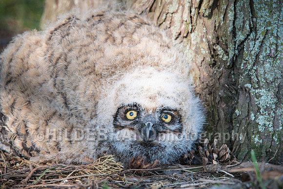 Great Horned Owl