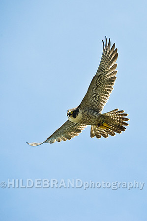 Peregrine Falcon