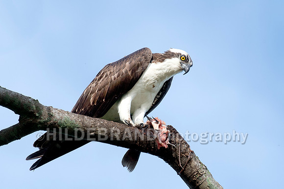 Osprey