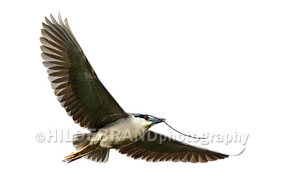 Black-crowned Night Heron