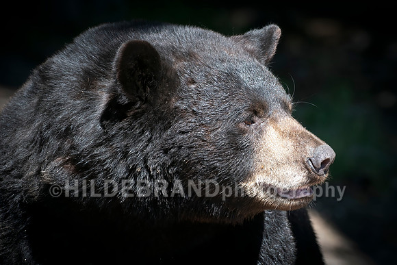 Black Bear