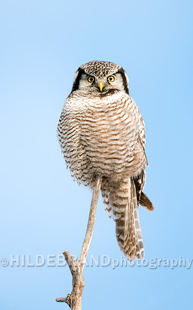 Northern Hawk-Owl