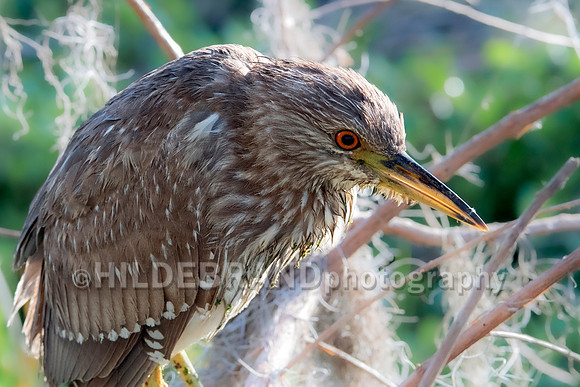 Black-crowned Night-Heron - Immature
