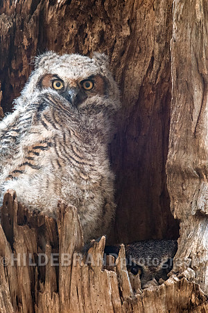 Great Horned Owl